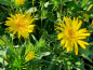 Preview: Gummikraut - Grindelia robusta