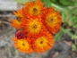 Preview: Saatgut Orangerotes Habichtskraut - Hieracium aurantiacum