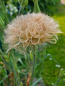 Preview: Purpur Haferwurzel - Tragopogon porrifolius