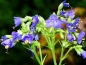 Preview: Jakobsleiter - Polemonium caeruleum