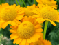 Preview: Bulgarische Staudenkamille - Anthemis sancti-johannis