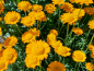 Preview: Bulgarische Staudenkamille - Anthemis sancti-johannis