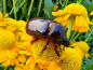 Preview: Bulgarische Staudenkamille - Anthemis sancti-johannis