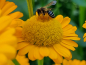 Preview: Bulgarische Staudenkamille - Anthemis sancti-johannis