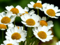 Preview: Teppichkamille - Anthemis nobilis