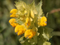 Preview: Großer Klappertopf - Rhinanthus angustifolius