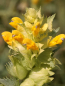 Preview: Großer Klappertopf - Rhinanthus angustifolius