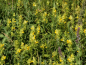 Preview: Großer Klappertopf - Rhinanthus angustifolius