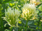 Preview: Blassgelber Klee - Trifolium ochroleucon