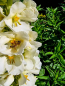 Preview: Königskerze - Verbascum phlomoides 'Snow Maiden'