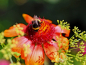 Mobile Preview: Kokardenblume Gaillardia aristata 'Arizona Rot'