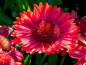 Mobile Preview: Kokardenblume - Gaillardia x grandiflora 'Burgunder'