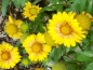 Preview: Goldene Kokardenblume - Gaillardia aristata