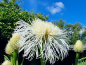 Preview: Kornblume America - Centaurea americana "White Bride"