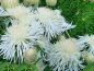 Preview: Kornblume America - Centaurea americana "White Bride"