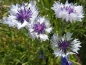 Mobile Preview: Blau Weißer Kornblumen MIX - Centaurea cyanus