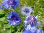 Mobile Preview: Blau Weißer Kornblumen MIX - Centaurea cyanus