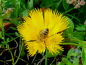 Preview: Kornblume Gelbe - Centaurea suaveolens