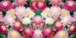 Mobile Preview: Duft-Flockenblume - Centaurea imperialis MIX