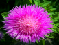 Mobile Preview: Duft-Flockenblume - Centaurea imperialis MIX