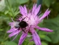 Preview: Scabiosen Kornblume - Centaurea scabiosa