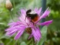 Preview: Scabiosen Kornblume - Centaurea scabiosa