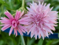 Mobile Preview: Kornblume Rosa - Centaurea cyanus "Tom Pouce Pink"