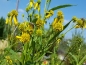 Preview: Saatgut Gelber Kronbart - Verbesina alternifolia