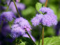 Preview: Blauvioletter Leberbalsam - Ageratum houstonianum 'Blue Mink'