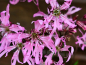 Preview: Kuckucks Lichtnelke - Lychnis flos-cuculi