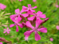Preview: Rote Lichtnelke - Silene dioica