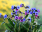 Preview: Gefleckte Lungenkraut - Pulmonaria officinalis