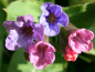 Preview: Gefleckte Lungenkraut - Pulmonaria officinalis