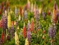 Mobile Preview: Stauden Lupine MIX - Lupinus