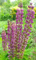Preview: Stauden Lupine - Lupinus "Russell Bordeaux"