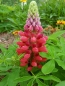 Mobile Preview: Rote Stauden Lupine - Lupinus