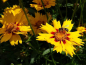 Mobile Preview: Mädchenauge - Coreopsis grandiflora 'Sonnenkind'