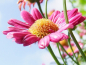 Preview: Saatgut Margeriten MIX - Chrysanthemum coccineum