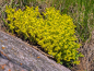 Preview: Scharfer Mauerpfeffer Gelb - Sedum Acre