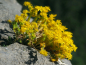 Preview: Scharfer Mauerpfeffer Gelb - Sedum Acre