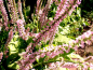 Preview: Russischer Meerlavendel - Limonium suworowii