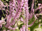 Preview: Russischer Meerlavendel - Limonium suworowii