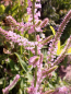 Preview: Russischer Meerlavendel - Limonium suworowii