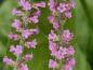 Preview: Russischer Meerlavendel - Limonium suworowii