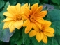 Mobile Preview: Mexikanische Sonnenblume Tithonia speciosa 'Yellow Torch'