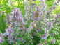 Preview: Großblütige Katzenminze - Nepeta grandiflora