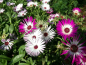 Preview: Mittagsblume - Mesembryanthemum MIX