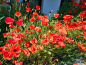 Preview: Klatschmohn - Papaver rhoeas