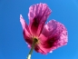 Preview: Saatgut Mohn - Papaver somniferum ‘Lilac Single’
