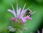 Preview: Wilde Indianernessel - Monarda fistulosa